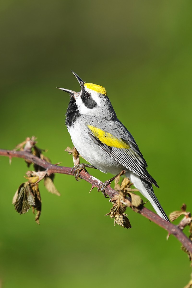 Golden-winged Warbler - Alan Lenk