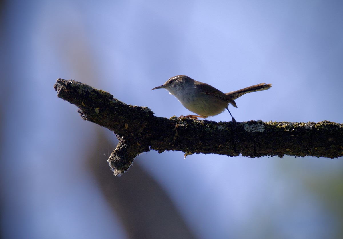 Bewick's Wren - Mark Elness