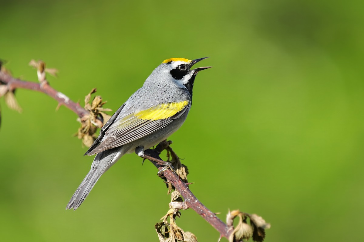 Golden-winged Warbler - Alan Lenk