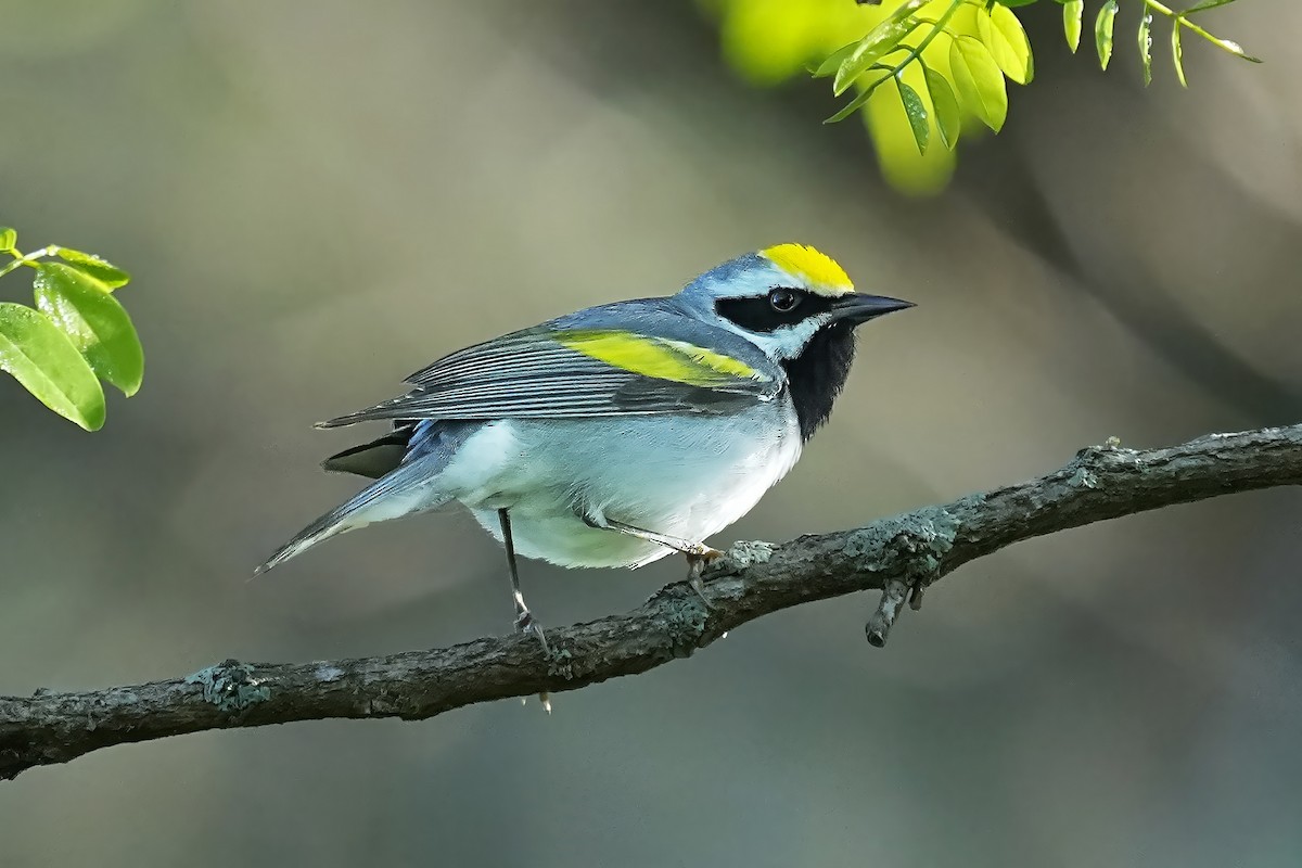 Golden-winged Warbler - Alan Lenk