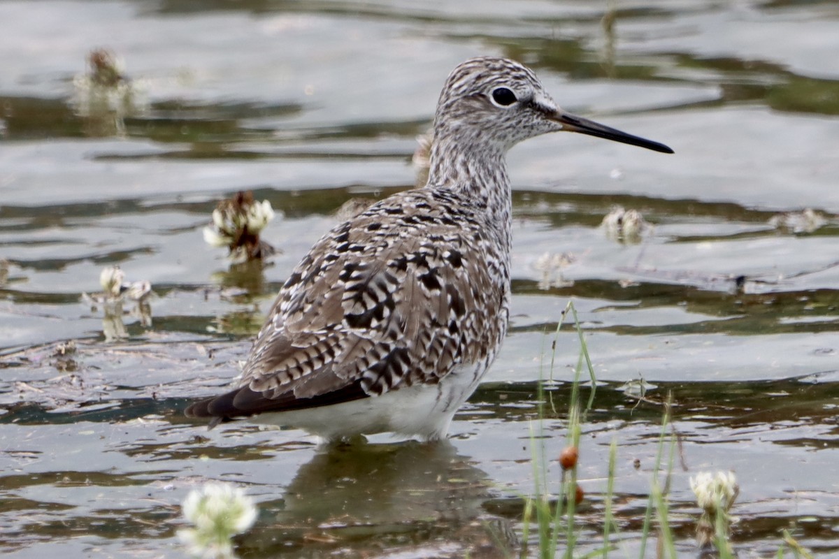 Lesser Yellowlegs - Jo VerMulm