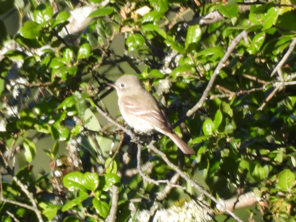 Gray Flycatcher - Zac Denning