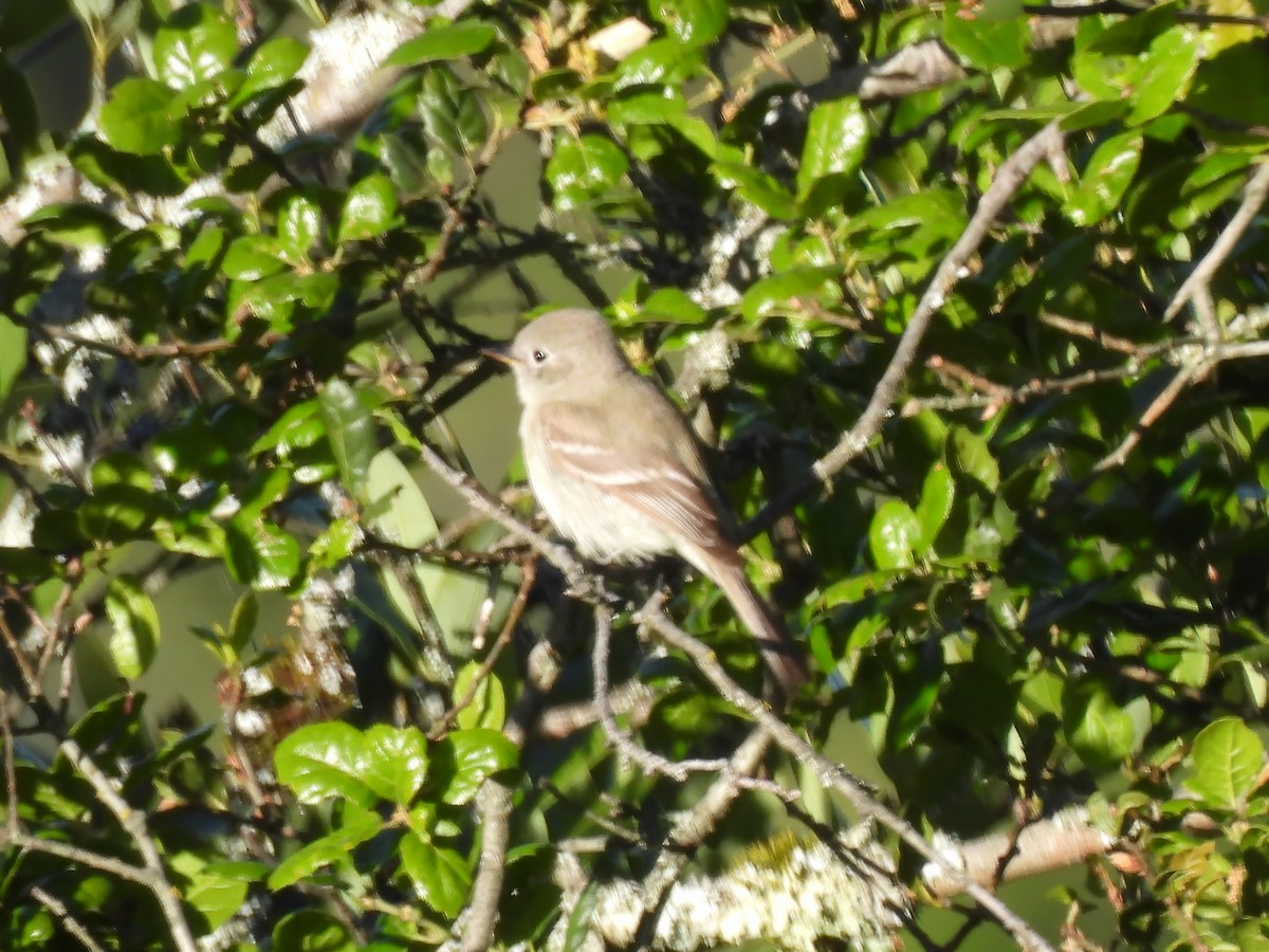 Gray Flycatcher - Zac Denning