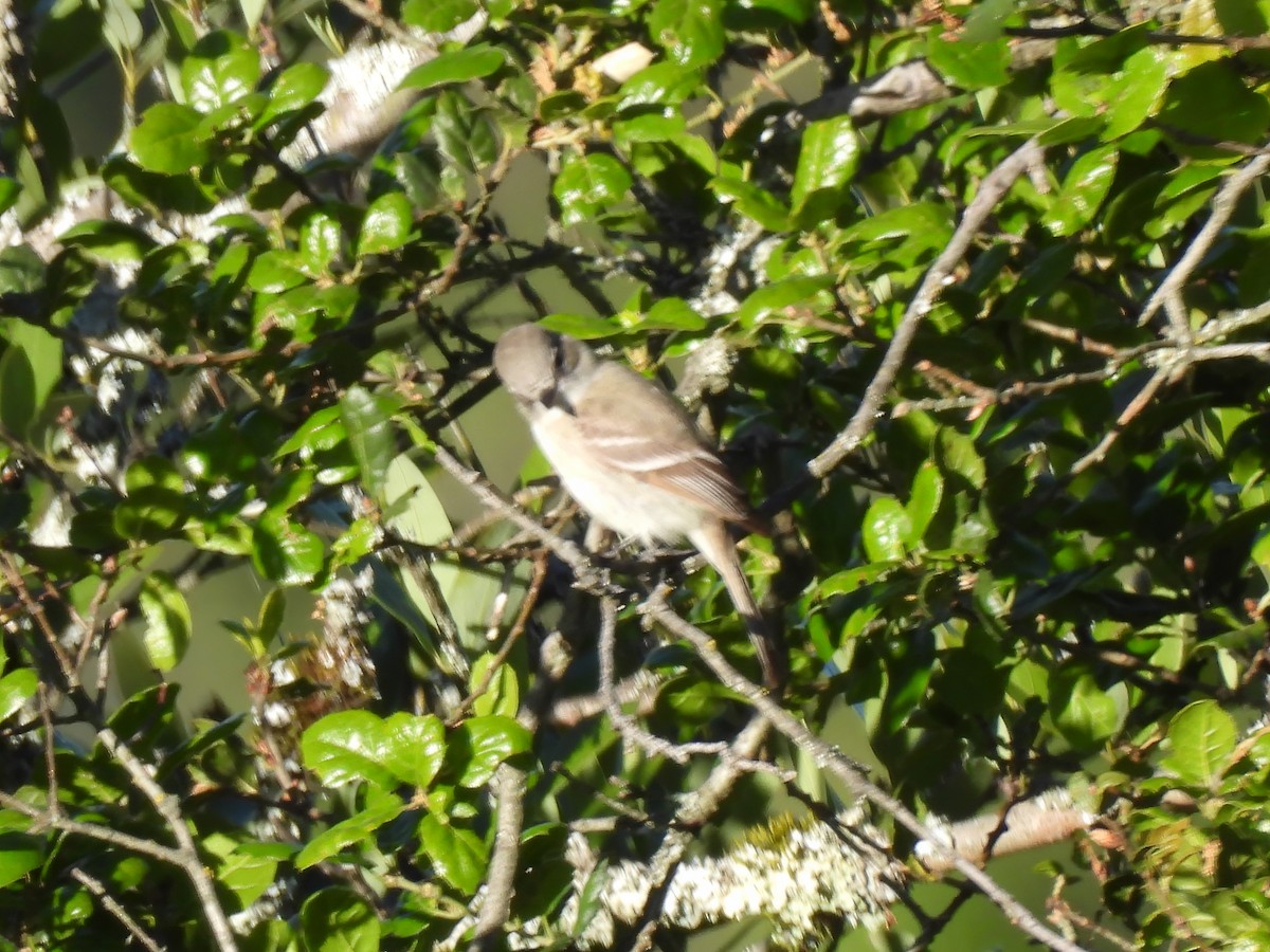 Gray Flycatcher - Zac Denning