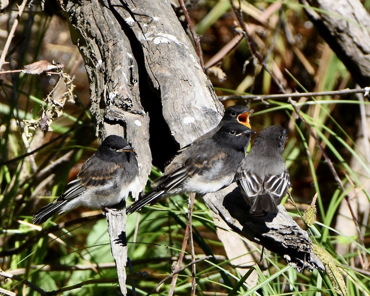 Black Phoebe - Julie Doerr