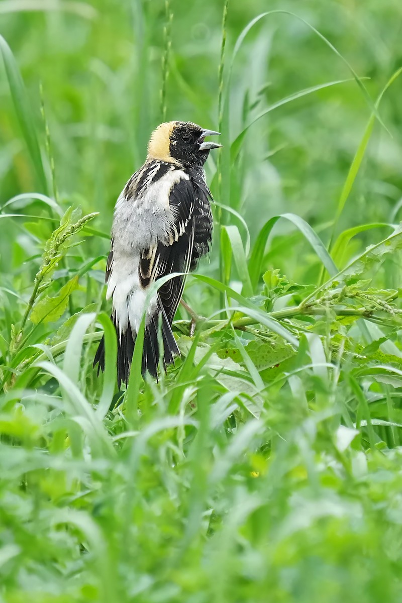 bobolink americký - ML618729120