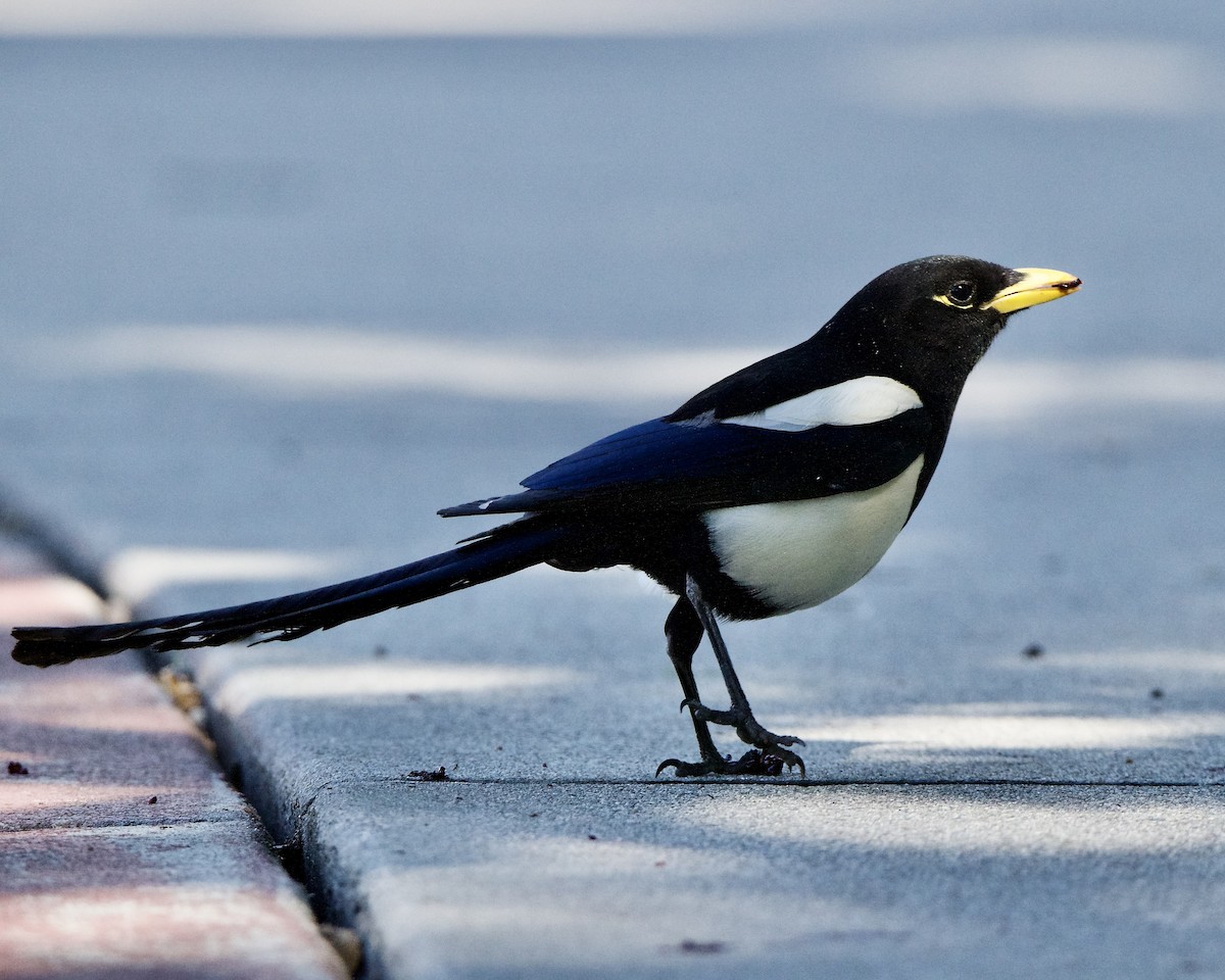 Yellow-billed Magpie - Julie Doerr