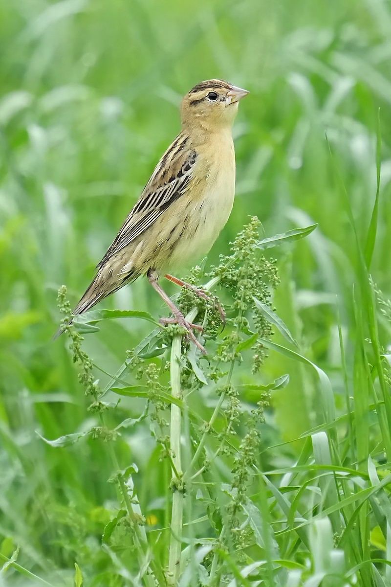 Bobolink - Alan Lenk