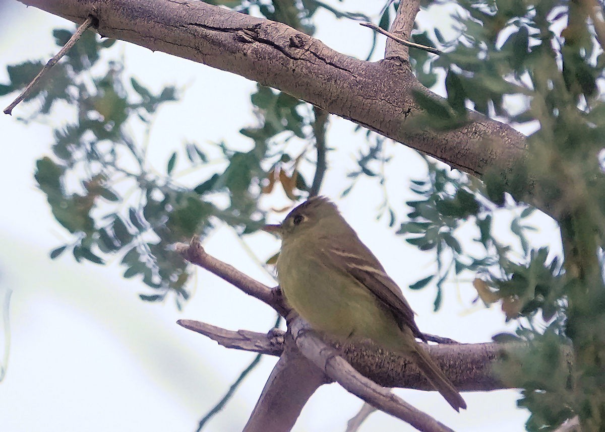 Western Flycatcher - ML618729139