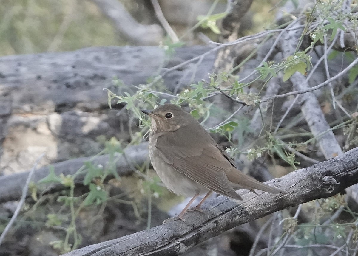 Swainson's Thrush - ML618729145