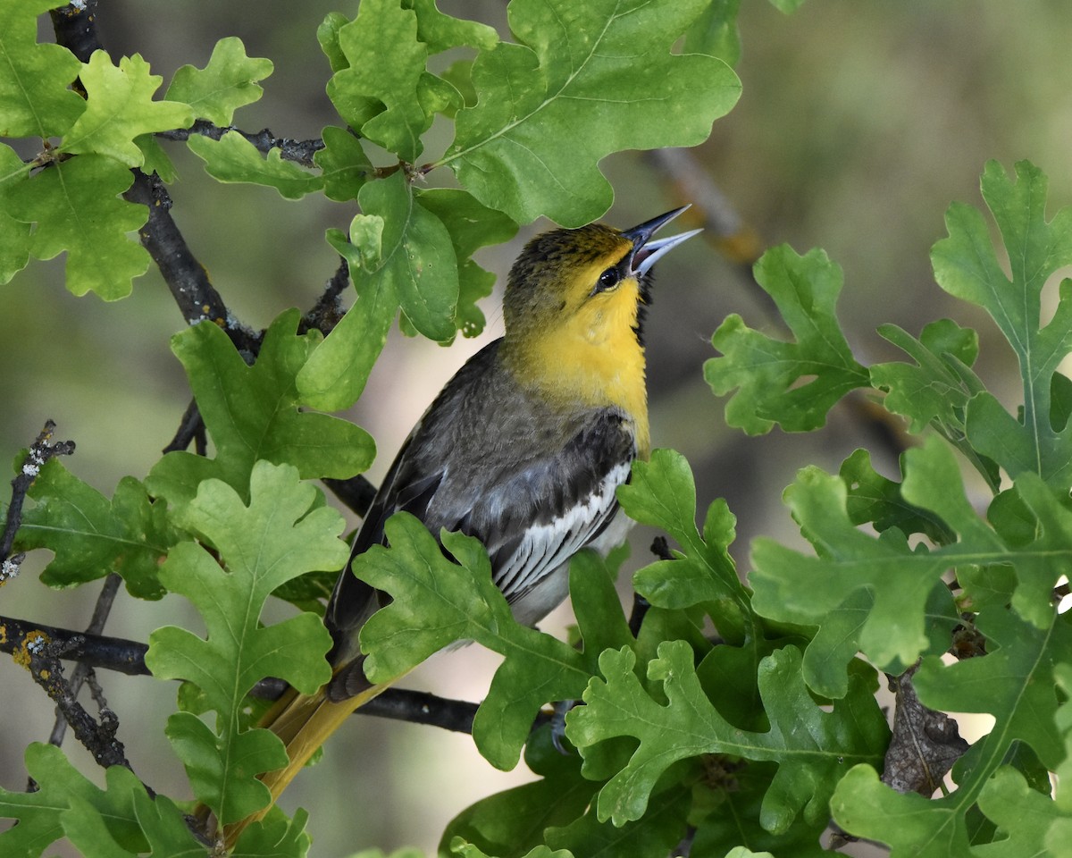 Bullock's Oriole - Julie Doerr