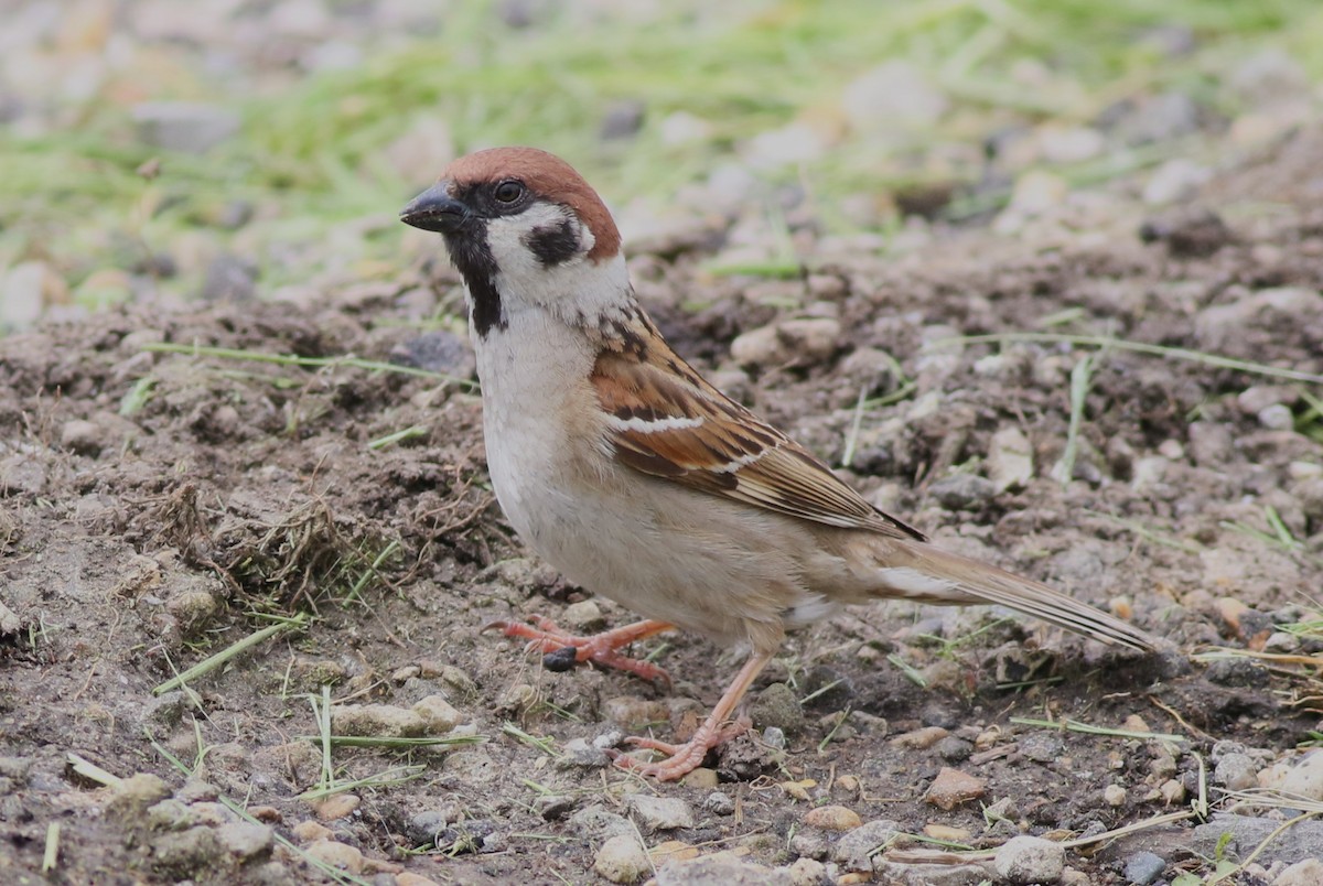 Eurasian Tree Sparrow - Dennis Oehmke