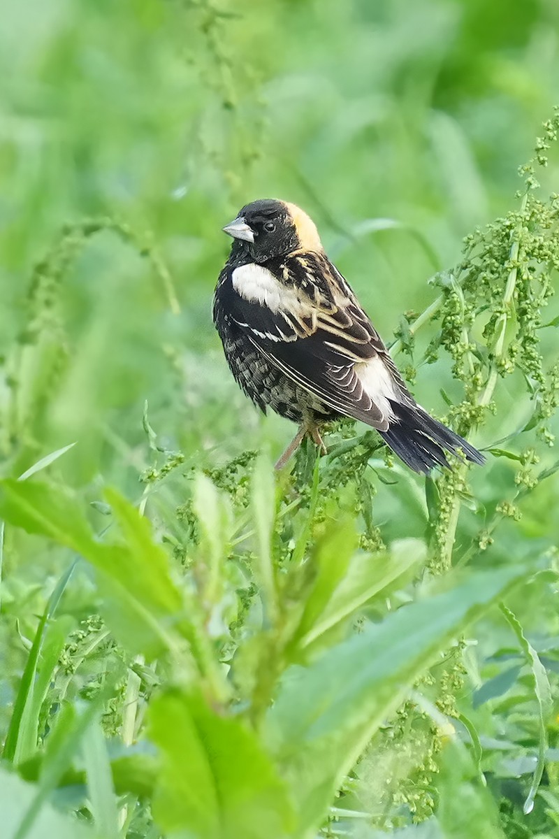 bobolink americký - ML618729188