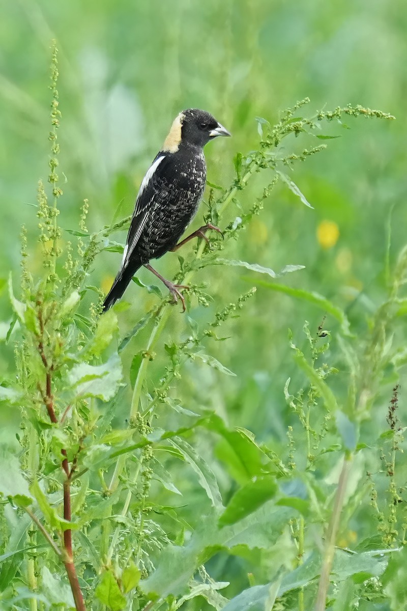 bobolink americký - ML618729199