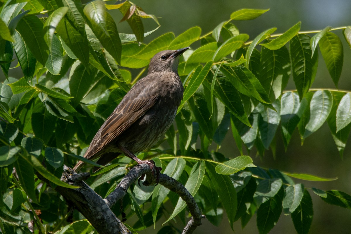 European Starling - ML618729228