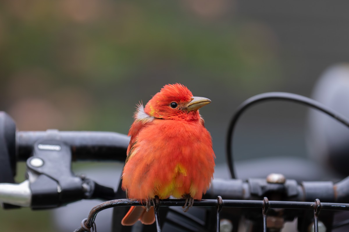 Summer Tanager - ML618729304