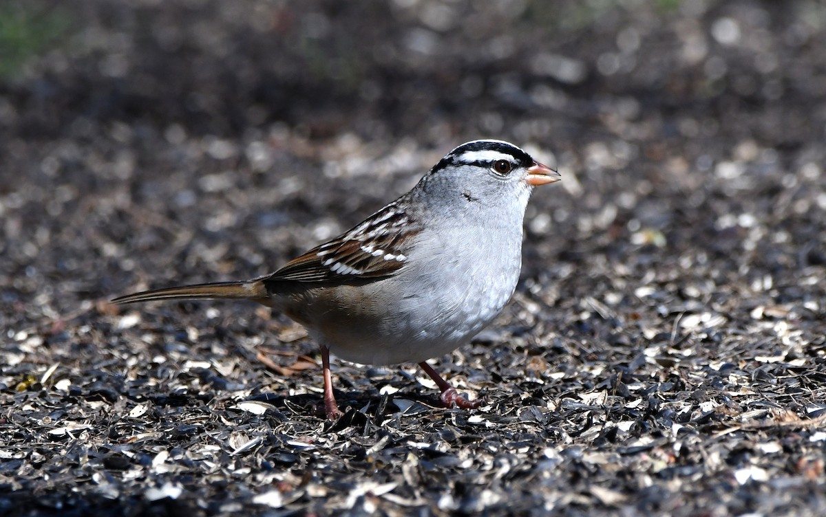 White-crowned Sparrow - Stéphane Barrette