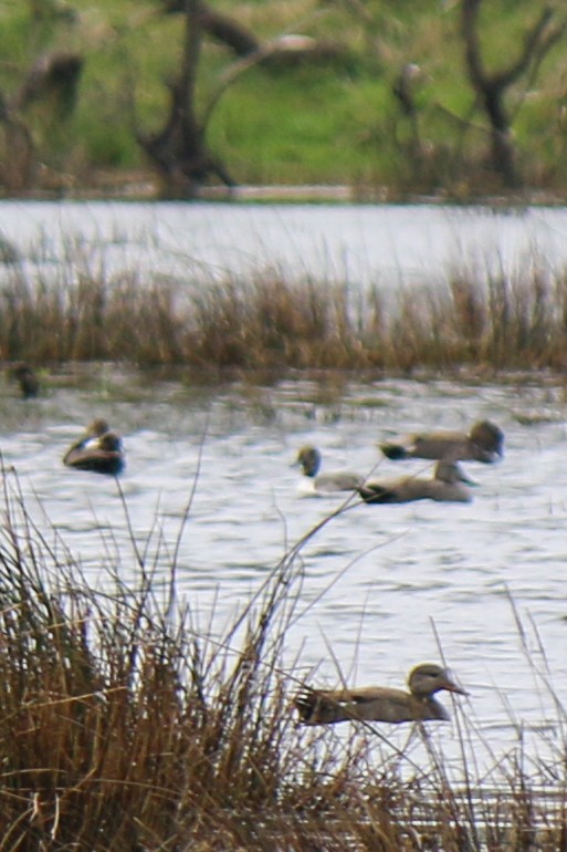 Northern Pintail - ML618729317