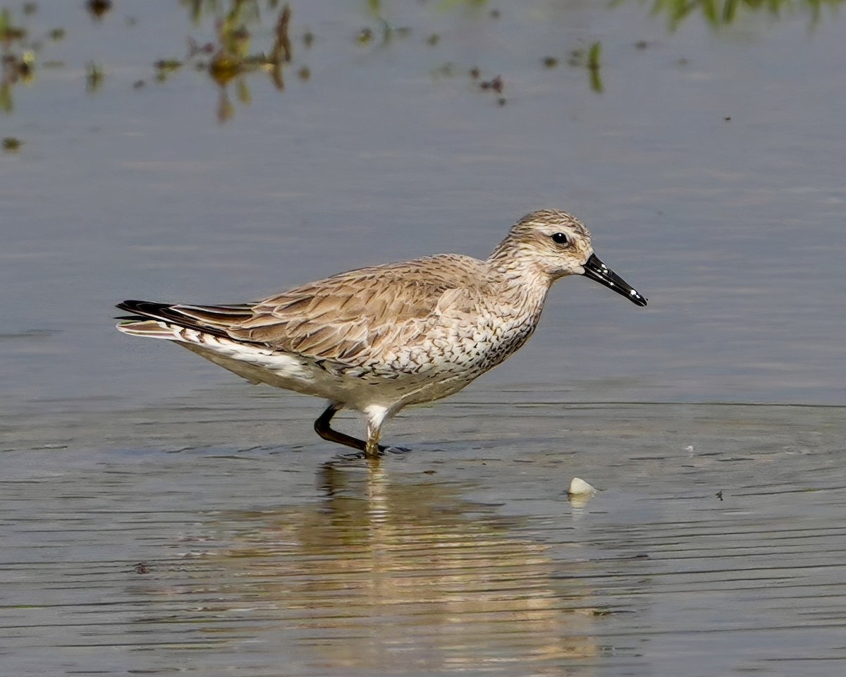 Red Knot - ML618729346