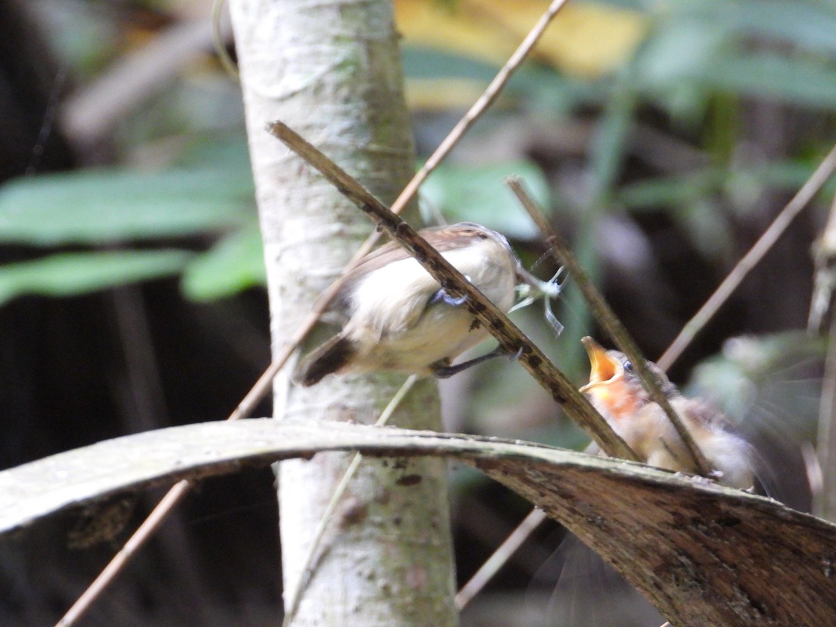 White-flanked Antwren - Francisco Sornoza