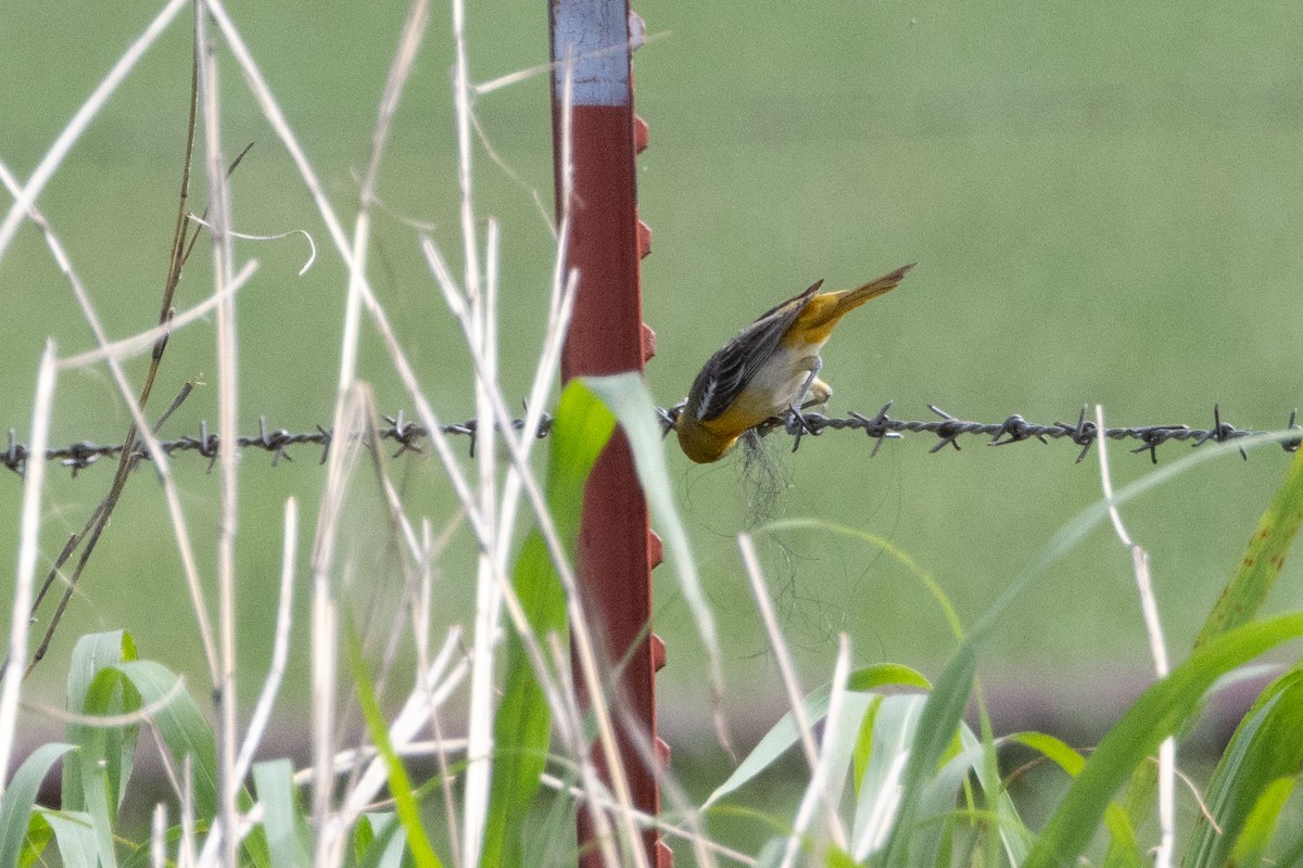 Bullock's Oriole - ML618729422