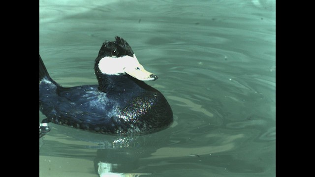 Ruddy Duck - ML618729479