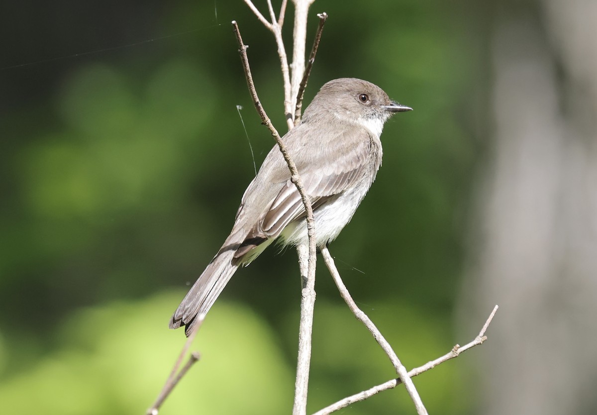 Eastern Phoebe - ML618729480