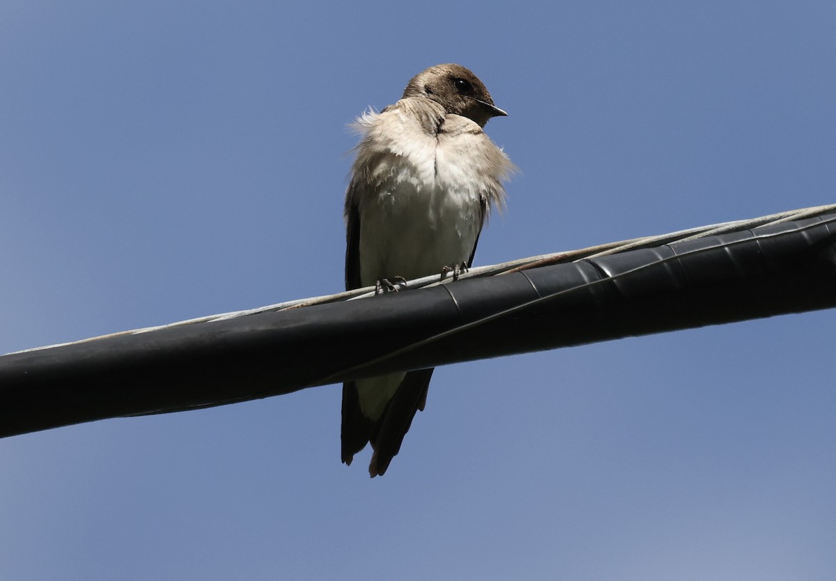 Northern Rough-winged Swallow - Lisa Carol Wolf