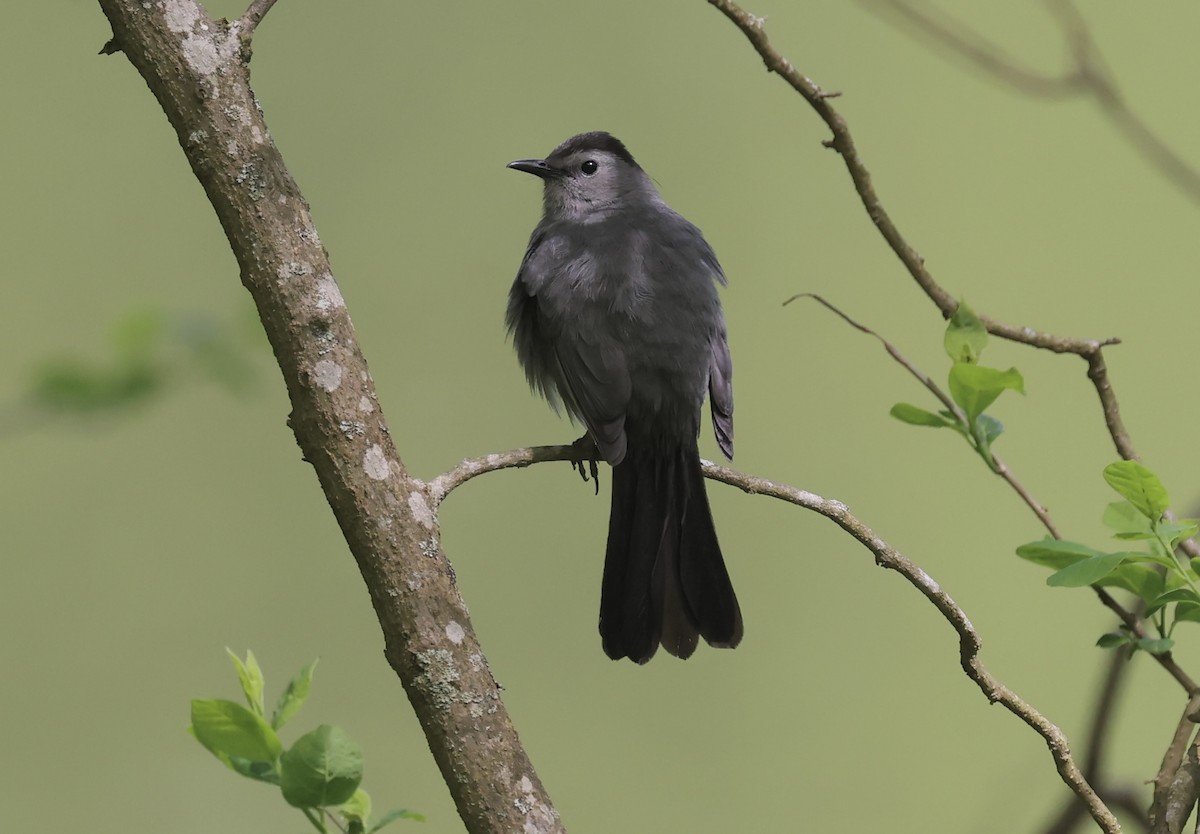 Gray Catbird - ML618729489