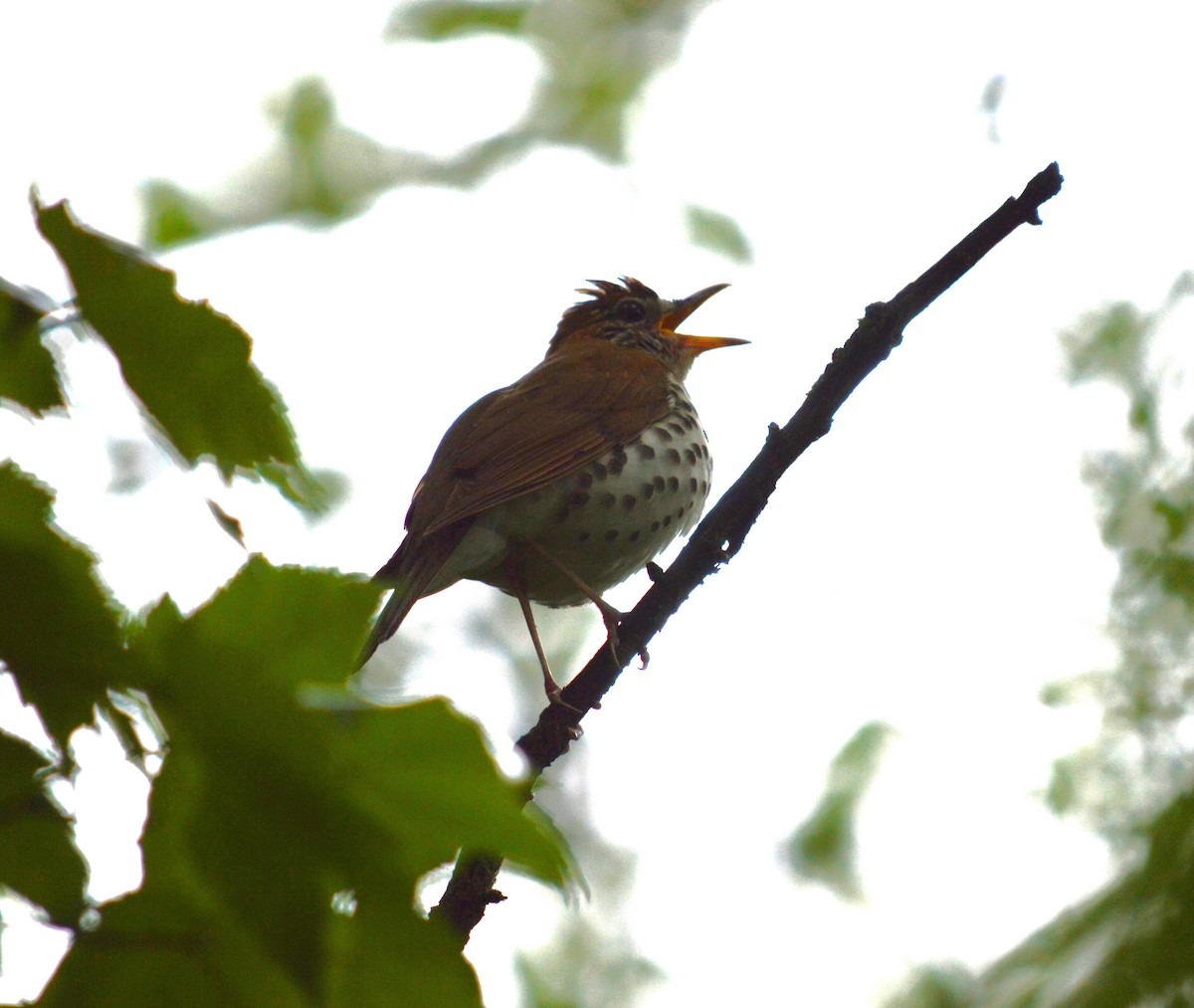 Wood Thrush - Tim Hughes