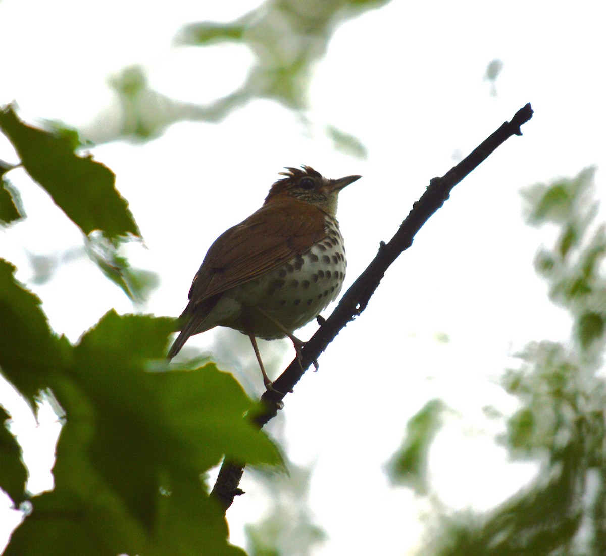 Wood Thrush - Tim Hughes