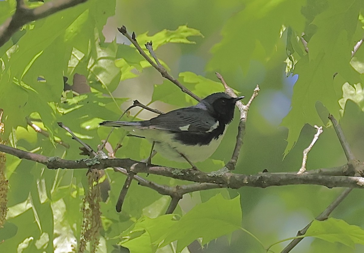 Black-throated Blue Warbler - Lisa Carol Wolf