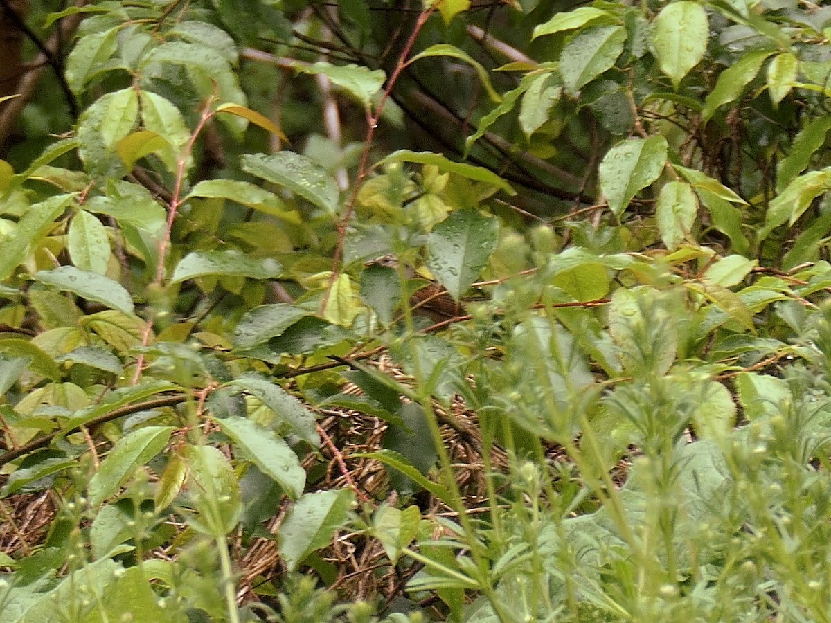 Swamp Sparrow - Jim McNamee