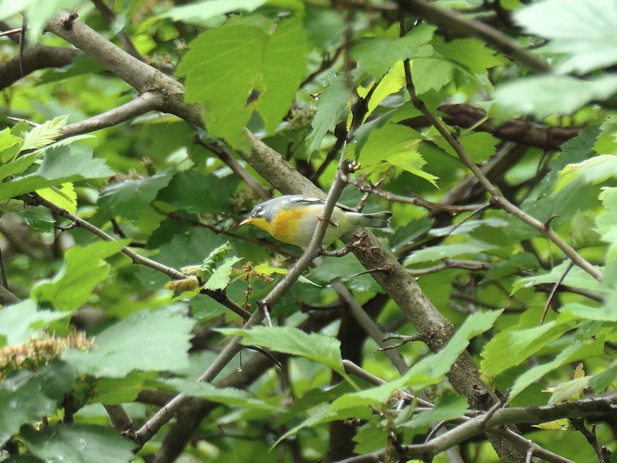 Northern Parula - ML618729513