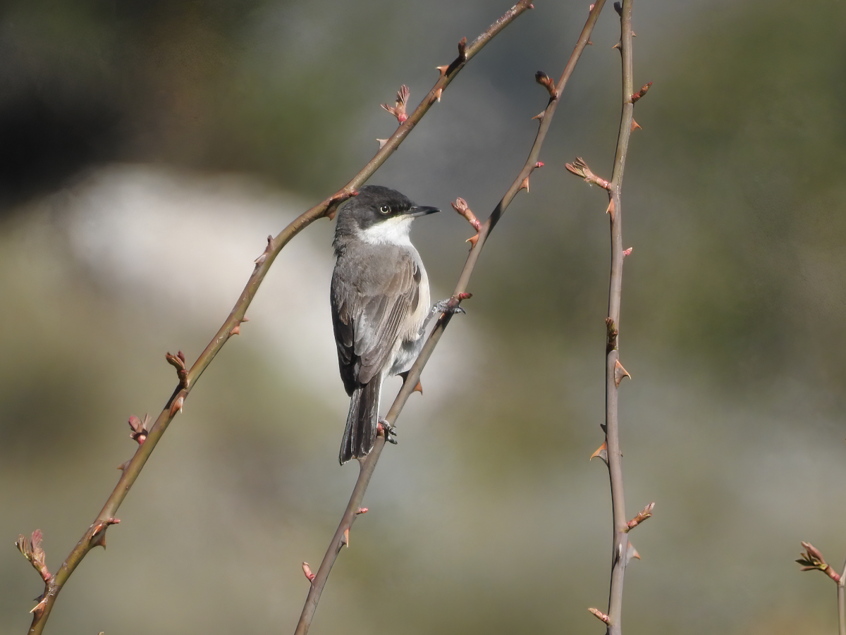 Western Orphean Warbler - ML618729514