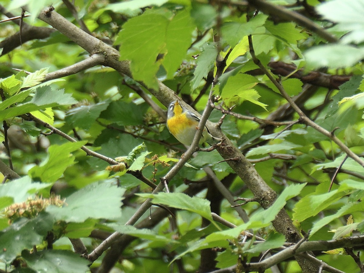 Northern Parula - ML618729516