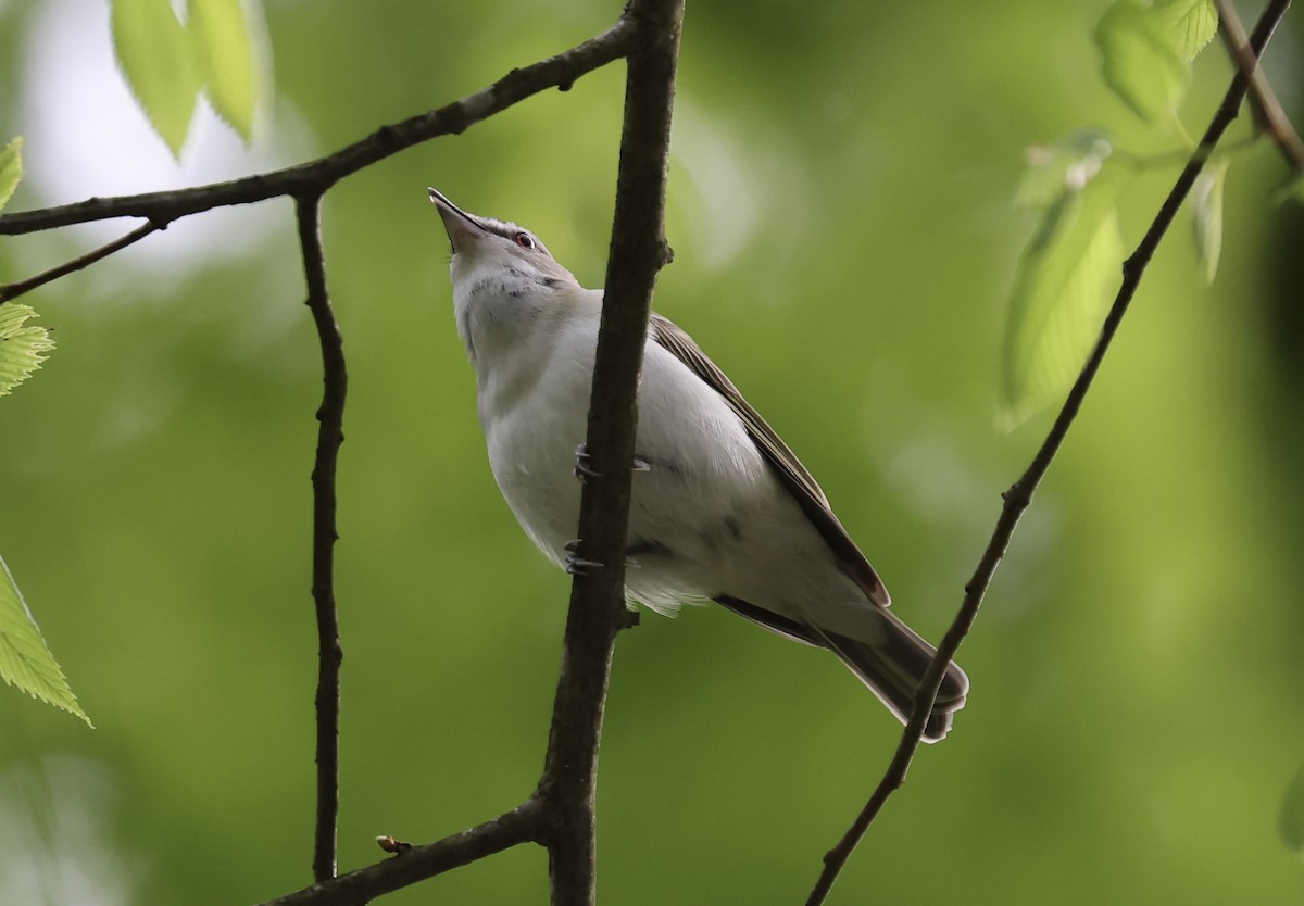 Red-eyed Vireo - ML618729531