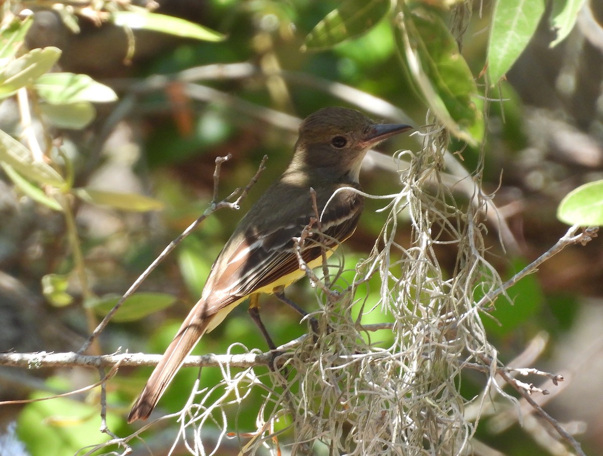 Great Crested Flycatcher - ML618729532