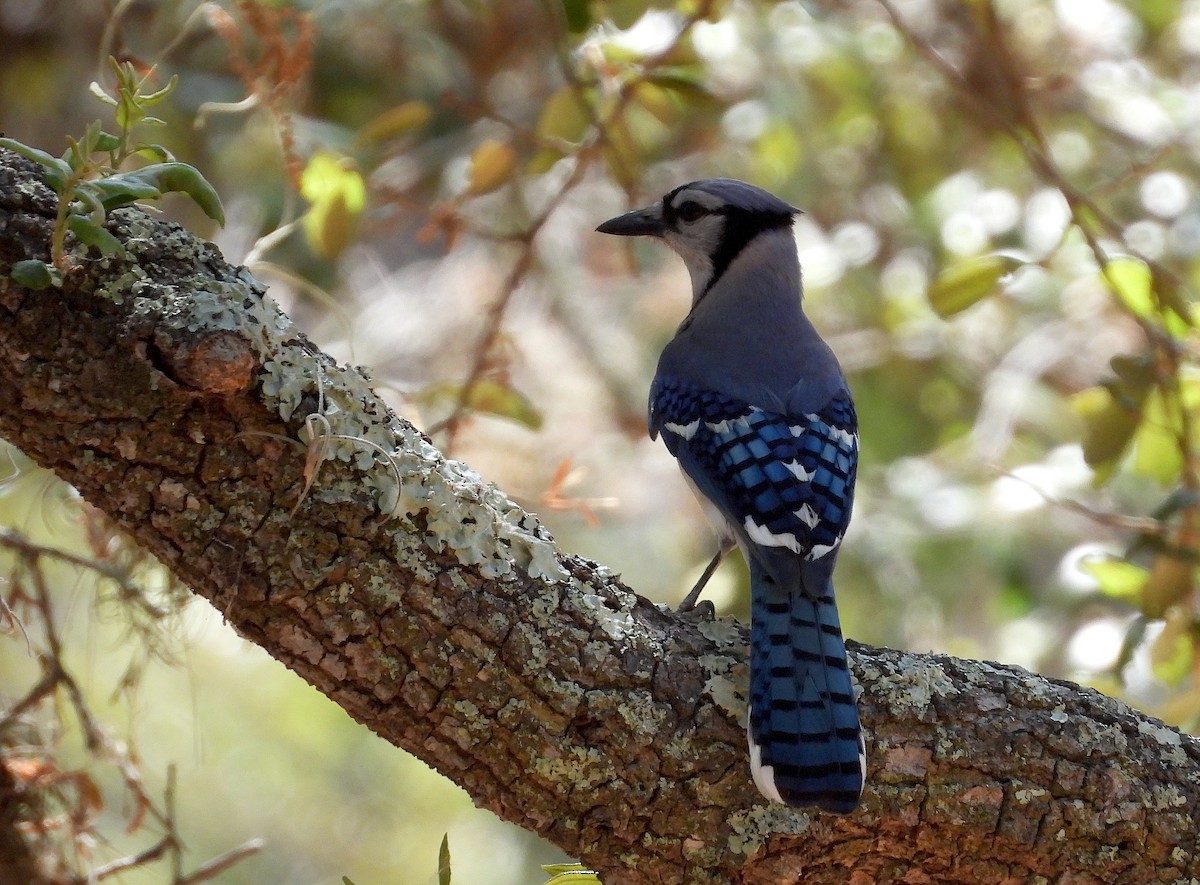 Blue Jay - ML618729537