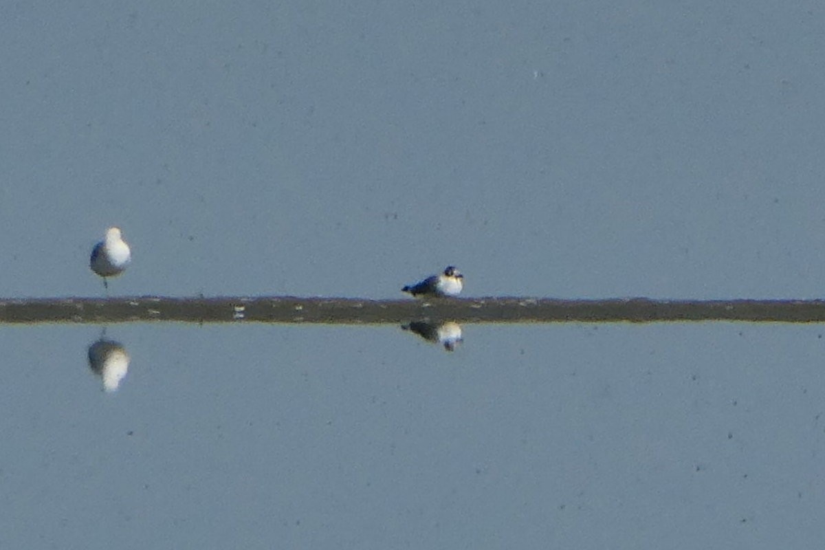 Franklin's Gull - ML618729546