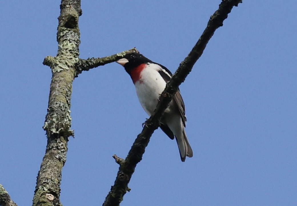 Rose-breasted Grosbeak - Lisa Carol Wolf