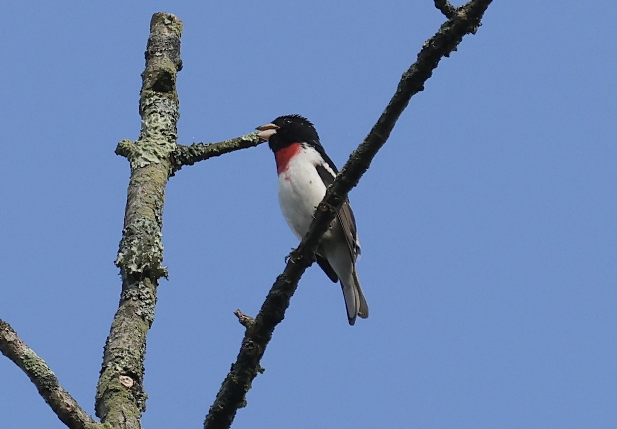 Rose-breasted Grosbeak - ML618729561