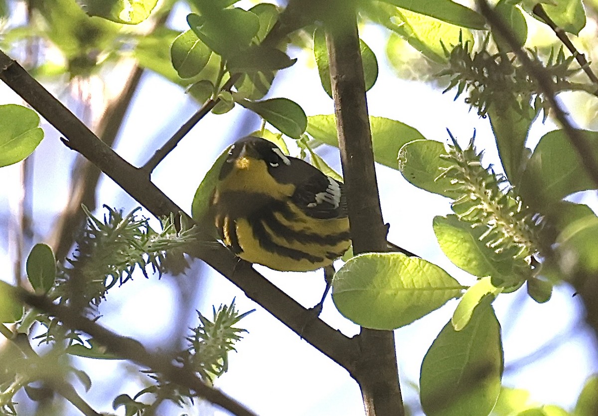 Magnolia Warbler - ML618729565