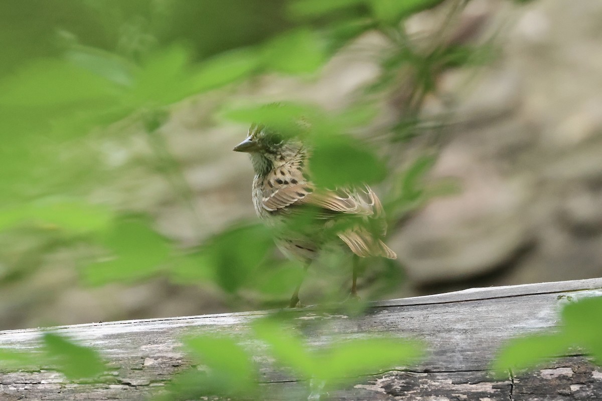 Lincoln's Sparrow - ML618729579