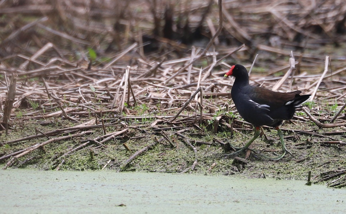 Common Gallinule - Rob Bielawski