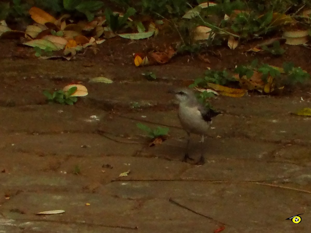 Tropical Mockingbird - Christophe Lecocq