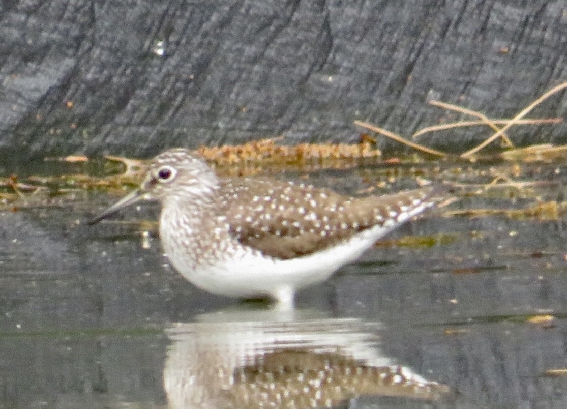 Solitary Sandpiper - ML618729596