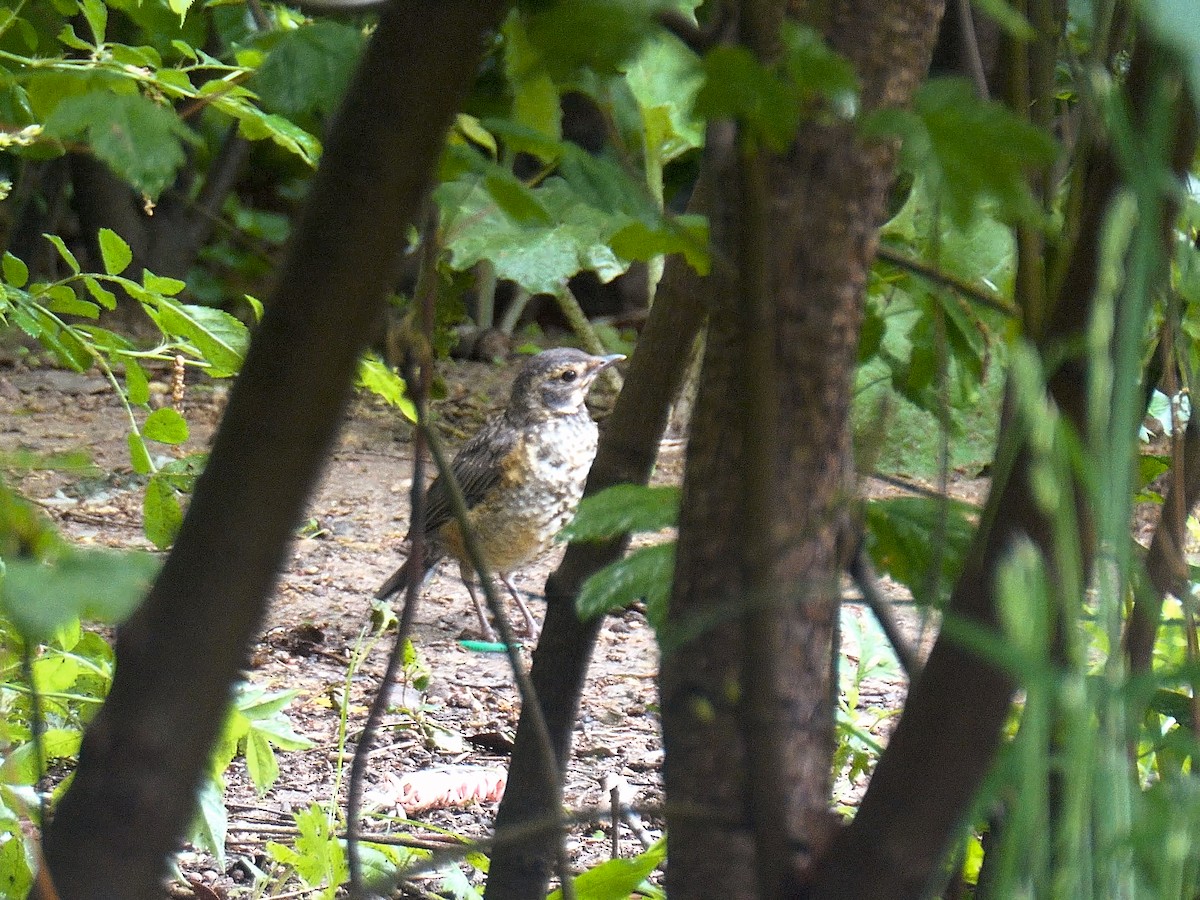 American Robin - ML618729598