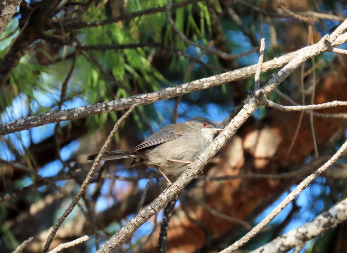 Sardinian Warbler - Francisco Javier Calvo lesmes