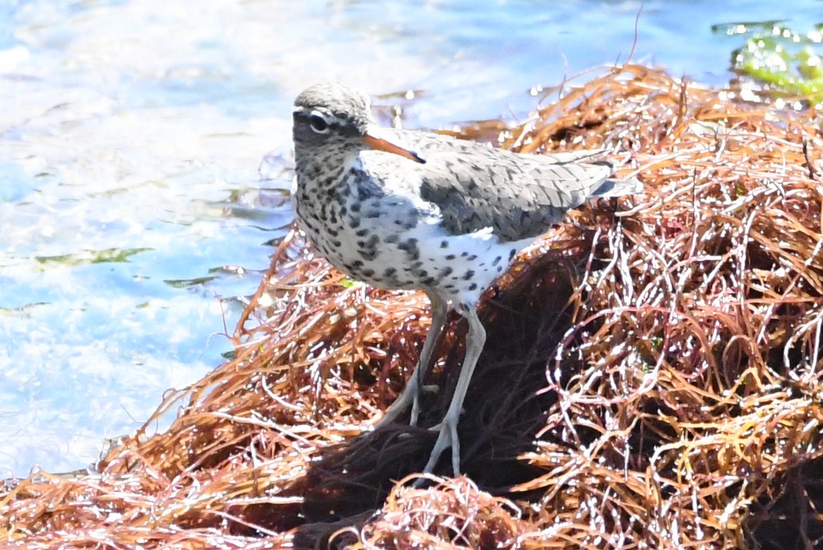 Spotted Sandpiper - ML618729711